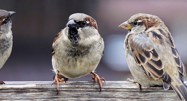 Lg sparrows 2759978 1920