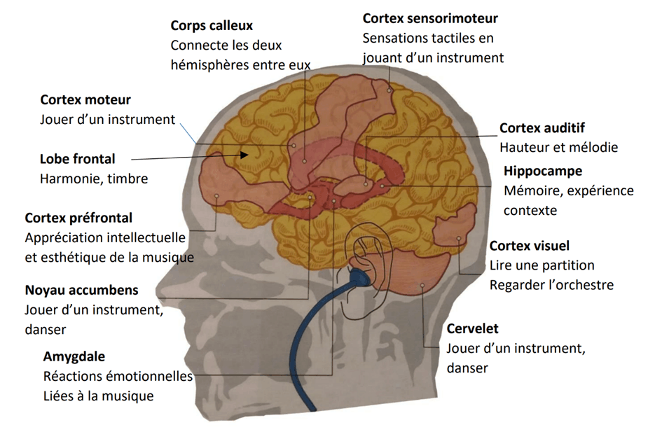 C'est quoi le cortex moteur ?