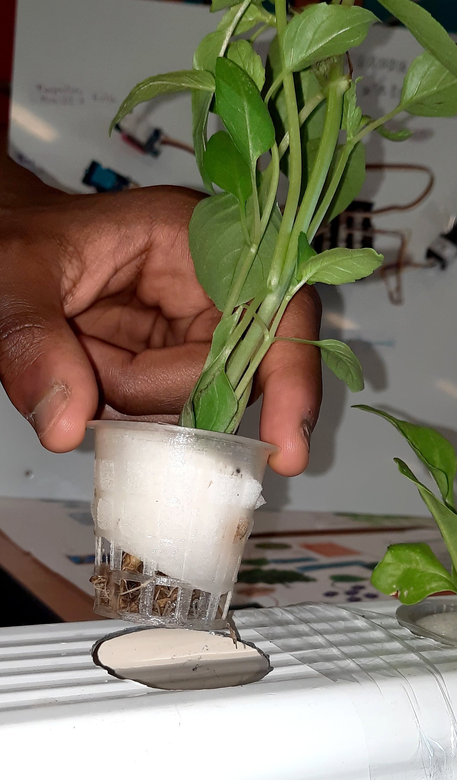 Un potager hydroponique dans mon collège